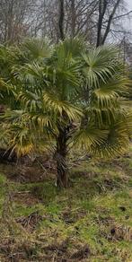 Trachycarpus fortunei palmboom palmbomen, Jardin & Terrasse, Plantes | Jardin, Enlèvement, Plante fixe, Autres espèces
