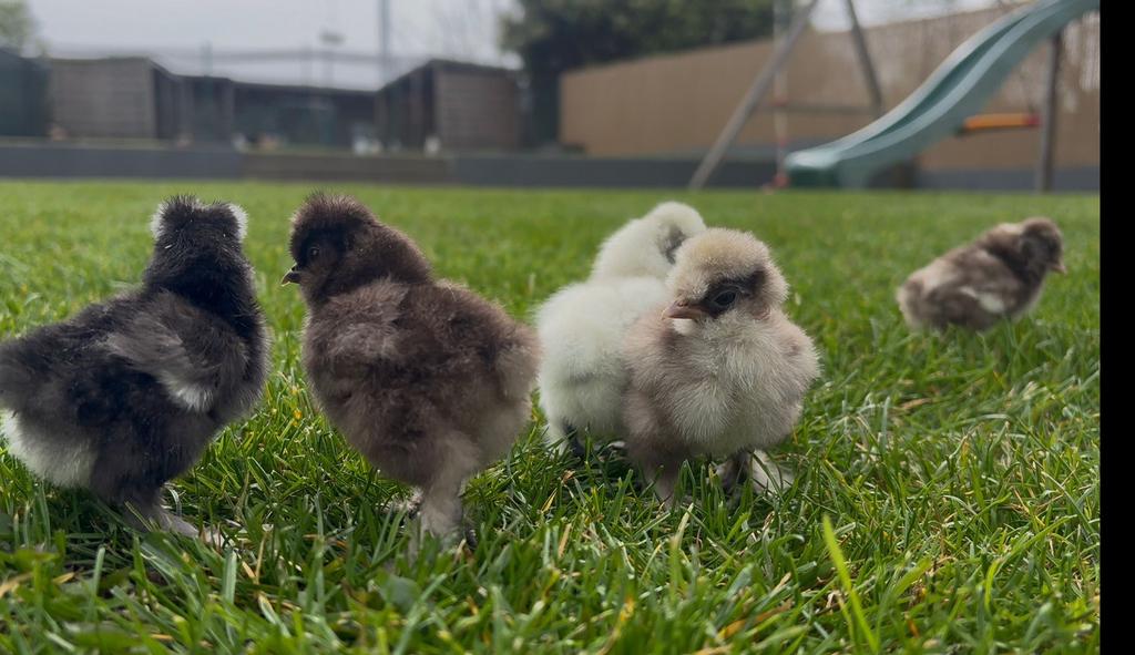 Zijdehoen kuikens USA, Geslacht onbekend, Kip