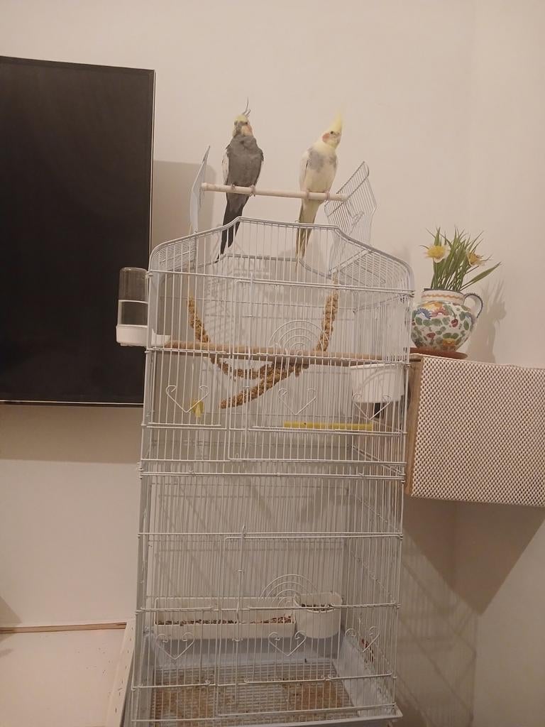 Couples Calopsites avec cage accessoires et le nid égalemen, Animaux & Accessoires, Oiseaux | Perruches & Perroquets