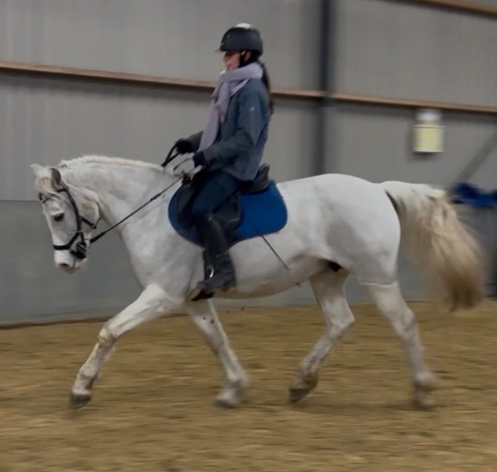 Prachtige Connemara E-pony, Dieren en Toebehoren, Paarden, Merrie, Minder dan 160 cm, 7 tot 10 jaar, Recreatiepaard