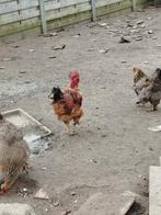 NAAKTHALS haan, Mâle, Poule ou poulet