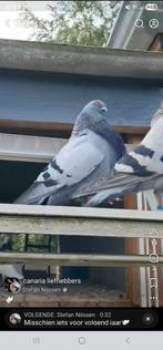 Koppel canaria kroppers, Dieren en Toebehoren, Vogels | Duiven, Meerdere dieren, Kropper