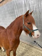 7jarige welsh sectie B ruin sport-kinder pony, Poney C (1.27 m à 1.37m), Hongre, Avec pedigree, 7 à 10 ans