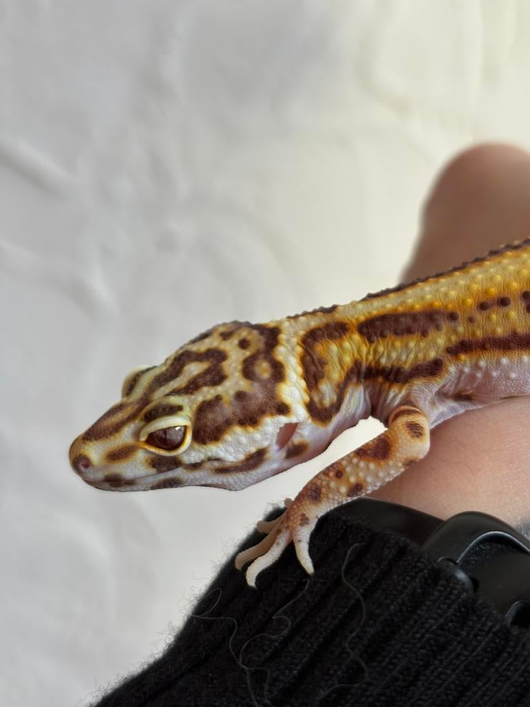 Bell luipaardgekko vrouw, Animaux & Accessoires, Reptiles & Amphibiens, Lézard, Domestique, 0 à 2 ans