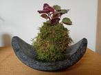 Originele Kokedama met plantje. Uniek handgemaakt object., Ophalen