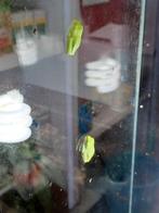 jonge roodoogmakikkers, Amphibien, 0 à 2 ans