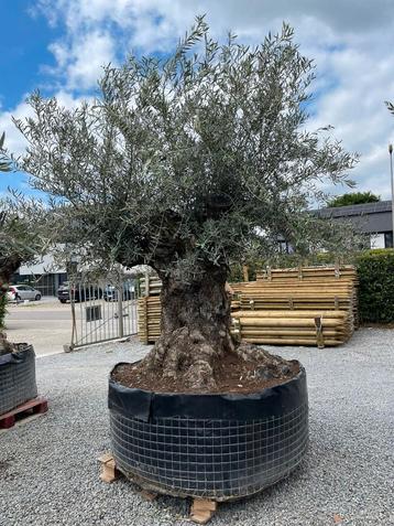 olijfboom XXl -€1000 korting  beschikbaar voor biedingen