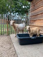 Camel Mieke met boklam, Dieren en Toebehoren, Schapen, Geiten en Varkens, Meerdere dieren, Geit, 0 tot 2 jaar