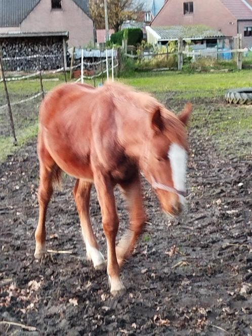 merrie veulen tinker quarter mix, Dieren en Toebehoren, Paarden, Merrie, Onbeleerd, Minder dan 160 cm, 0 tot 2 jaar, Westernpaard