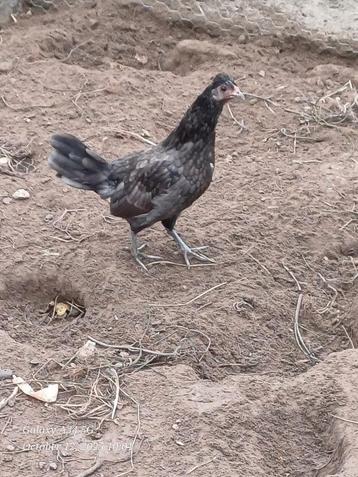 krielkippetjes: jonge hennen 2025 beschikbaar voor biedingen