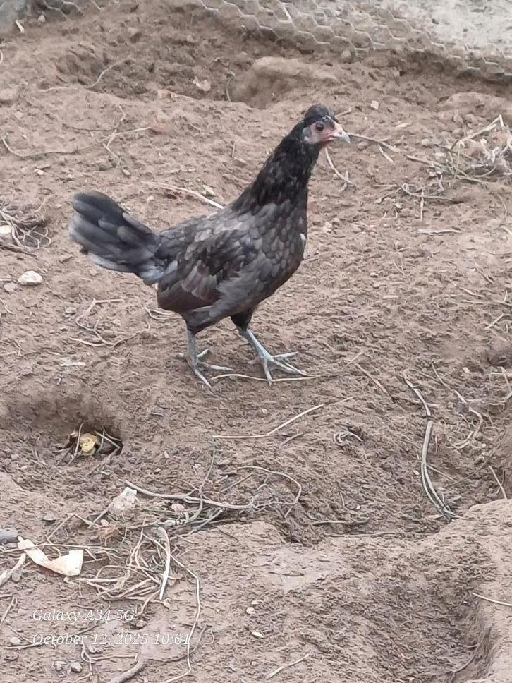 krielkippetjes: jonge hennen 2025, Dieren en Toebehoren, Pluimvee, Kip