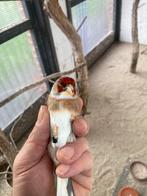 Kruising major putter X rood mozaïek kanarie, Dieren en Toebehoren