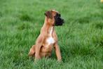 Boxer pups te koop, Dieren en Toebehoren, CDV (hondenziekte), Meerdere, 8 tot 15 weken, Meerdere dieren