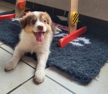 Border Collie pupjes huiselijk liefdevol sociaal opgroeiend  beschikbaar voor biedingen