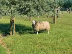 Zware oude ram gezocht, Dieren en Toebehoren