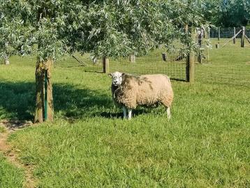 Zware oude ram gezocht  beschikbaar voor biedingen