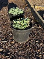 Sedum vaste tuinplant / vetplant roze bloemen, Tuin en Terras, Overige soorten, Volle zon, Vaste plant, Ophalen of Verzenden