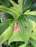Philodendron Florida mint bladstekken, Huis en Inrichting, Kamerplanten, Ophalen of Verzenden