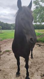 Paard(en) te koop, Dieren en Toebehoren, Ruin, Onbeleerd, 170 tot 175 cm, 7 tot 10 jaar