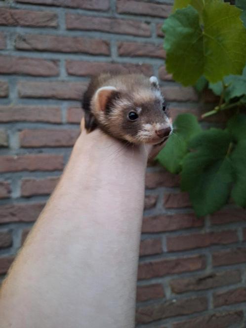 Jonge handtamme fretjes, Dieren en Toebehoren, Overige Dieren