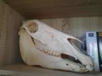 zebra schedel, Crâne, Enlèvement