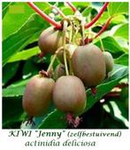 ACTIE : KIWI-PLANTEN "JENNY" & "SOLO"  =  15 € PER DUO, Tuin en Terras, Vaste plant, Fruitplanten, Ophalen of Verzenden, Lente
