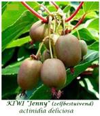 ACTIE : KIWI-PLANTEN "JENNY" & "SOLO"  =  15 € PER DUO, Vaste plant, Fruitplanten, Ophalen of Verzenden, Lente