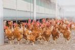 Commandez notre campagne annuelle « SAVE A CHICKEN », Poule ou poulet, Femelle
