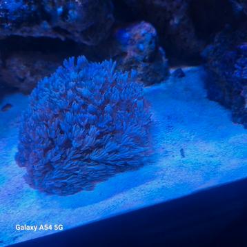 Stekken xenia umbellata en xenia frag beschikbaar voor biedingen