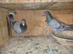 Reis duiven met kaart, Dieren en Toebehoren, Vogels | Duiven