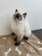 Neva Masquerade siberische kat (Hypoallergene), Poes, Gechipt, 0 tot 2 jaar