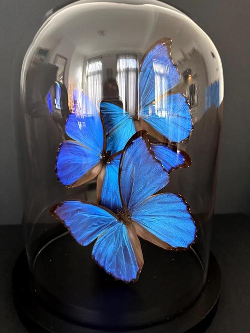 Splendide Envol de 3 Papillons Exotiques Morpho Didius Globe, Collections, Collections Animaux, Neuf, Animal empaillé, Insecte