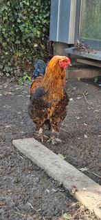 Brahma kuikens, Dieren en Toebehoren, Pluimvee