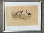 antiek XIXe ingekleurde litho struisvogel Casoar Ed. Traviès, Antiek en Kunst, Kunst | Etsen en Gravures, Ophalen of Verzenden