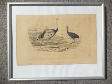 antiek XIXe ingekleurde litho struisvogel Casoar Ed. Traviès beschikbaar voor biedingen