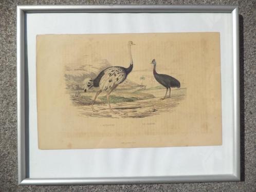 antiek XIXe ingekleurde litho struisvogel Casoar Ed. Traviès, Antiek en Kunst, Kunst | Etsen en Gravures, Ophalen of Verzenden