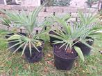 Zeldzame Trachycarpus princeps hybriden palmbomen winterhard, Tuin en Terras, Halfschaduw, Lente, Minder dan 100 cm, Palmboom