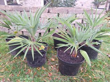 Zeldzame Trachycarpus princeps hybriden palmbomen winterhard beschikbaar voor biedingen