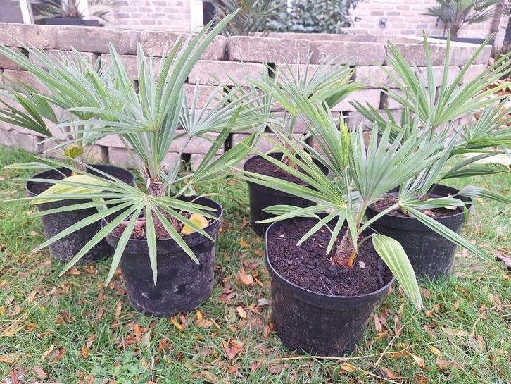 Zeldzame Trachycarpus princeps hybriden palmbomen winterhard, Tuin en Terras, Planten | Bomen, Palmboom, Minder dan 100 cm, Halfschaduw