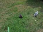 Trio Cochin groothoender, Dieren en Toebehoren, Pluimvee, Meerdere dieren, Kip