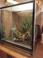 Terrarium 50x50x50 met wandelende takken Sungaya Inexpectata, Dieren en Toebehoren, Wandelende tak