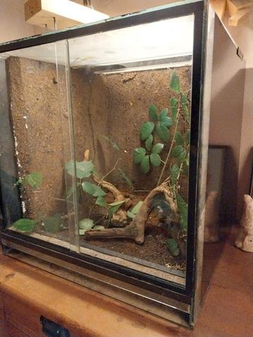 Terrarium 50x50x50 met wandelende takken Sungaya Inexpectata beschikbaar voor biedingen
