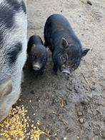 Gottinger biggetjes, Dieren en Toebehoren, Schapen, Geiten en Varkens, Meerdere dieren, Varken, 0 tot 2 jaar