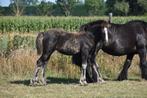 Merrie veulen, Dieren en Toebehoren, Merrie, Minder dan 160 cm, 0 tot 2 jaar, Gechipt