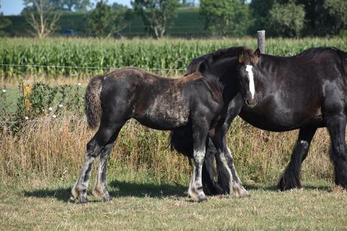Merrie veulen, Dieren en Toebehoren, Paarden, Merrie, Onbeleerd, Minder dan 160 cm, 0 tot 2 jaar, Recreatiepaard, Gechipt, Ontwormd