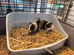 3 Jonge cavia's te reserveren, Dieren en Toebehoren, Knaagdieren, November, Meerdere dieren, Cavia