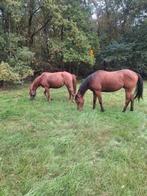 Recreatie paard, Ruin, Zadelmak