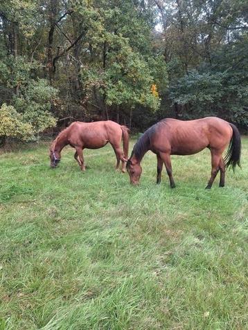 Recreatie paard  beschikbaar voor biedingen