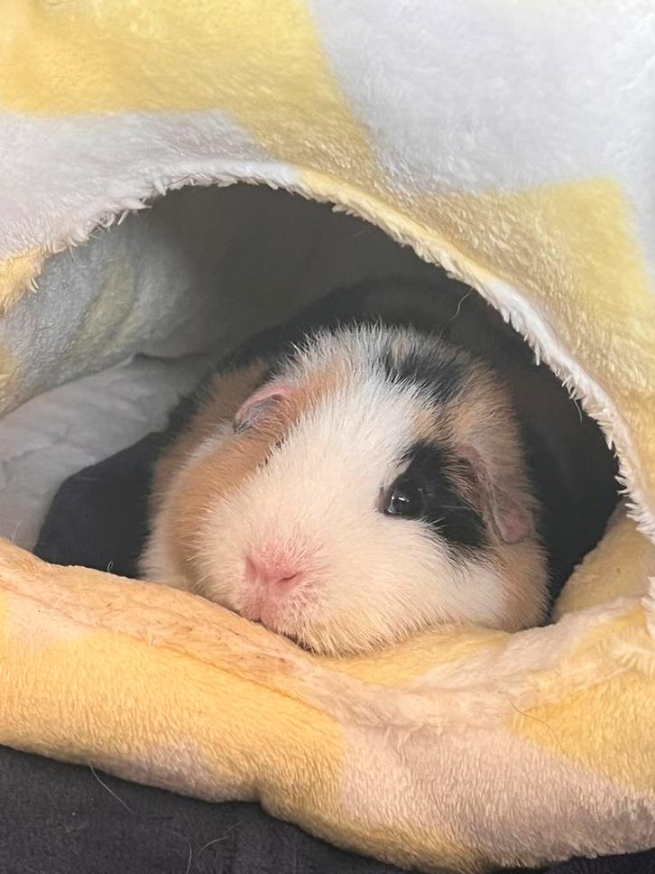 Deux truies cobayes (2 ans) cherchent un nouveau foyer., Animaux & Accessoires, Rongeurs, Femelle, Cobaye, Février, Domestique