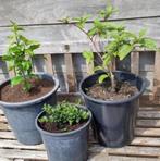 Meerjarige tuinstruiken zaailingen in pot 5€/st 10€ alledrie, Moins de 100 cm, Enlèvement, Arbuste